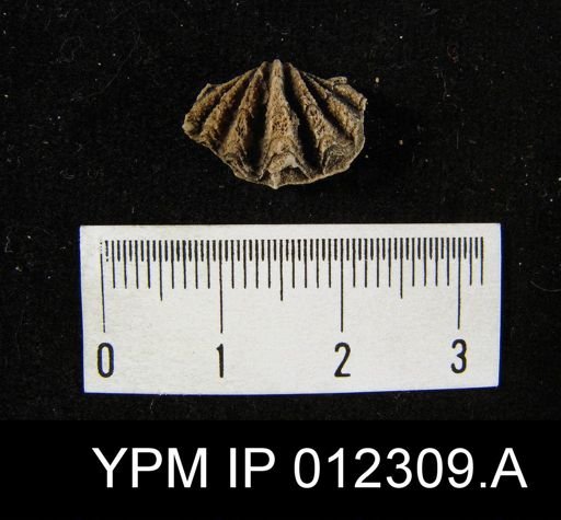 Spiriferina laxa
