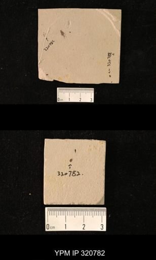 undet. Coleoptera