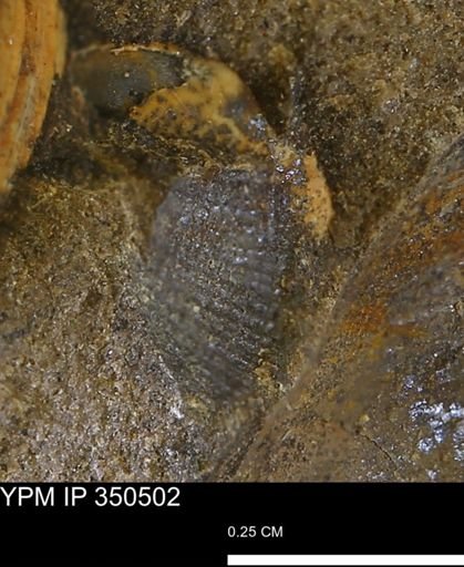 Limopsis striatopunctatus