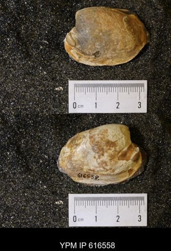 Corbicula?