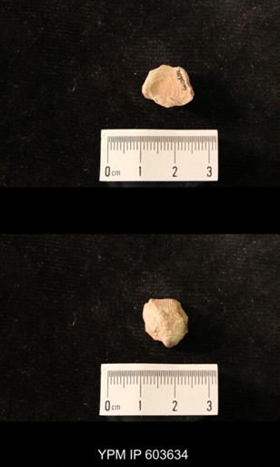 Productus cf. redesdalensis