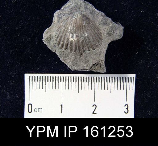 Orthis flabellites