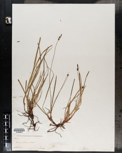 Carex