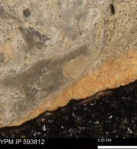 taxon undetermined
