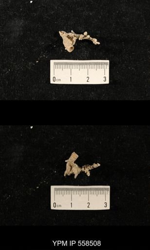 Cladochonus?