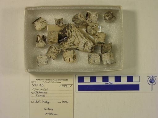 undet. Actinopterygii