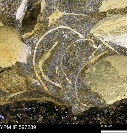 Limopsis striatopunctatus