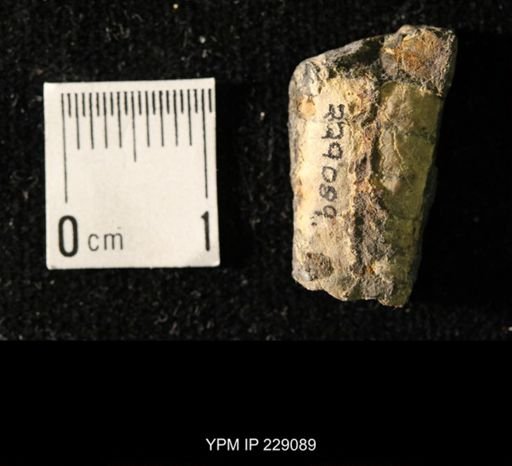 Pseudorthoceras knoxense
