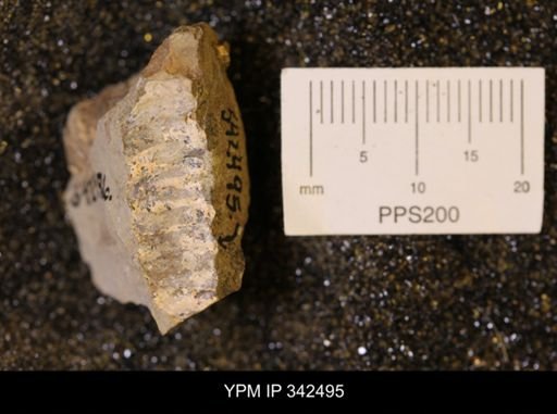 undet. Scaphitidae