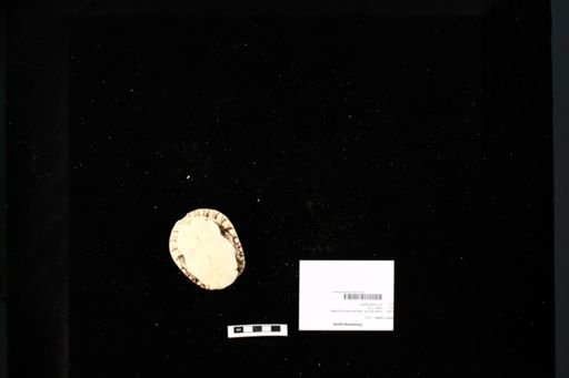 Chrysemys picta