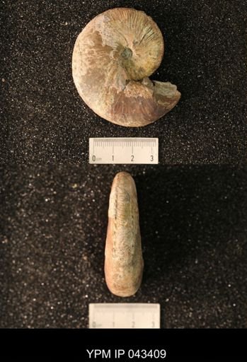 Hoploscaphites nicolletii