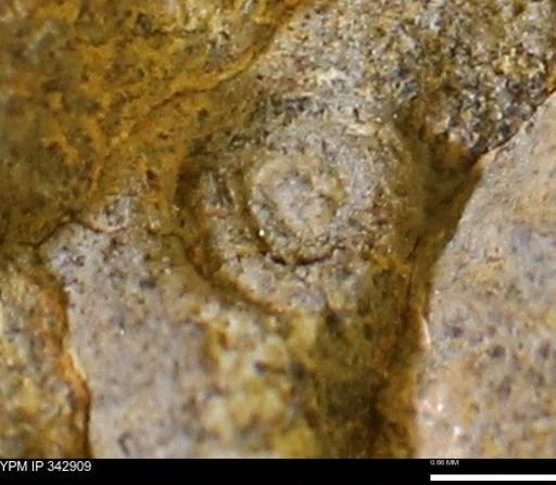undet. Mollusca