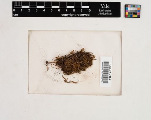 Plantae