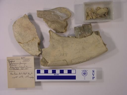 Teleoceras fossiger