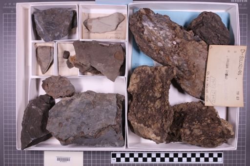 mixed taxa, stratigraphic collection