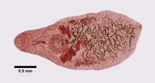 Platynosomum fastosum