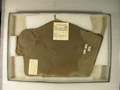 Palamopus palmatus