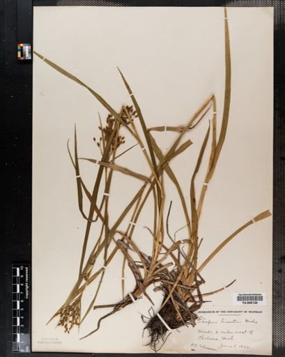 Scirpus lineatus