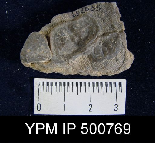 Davidsonia verneuili