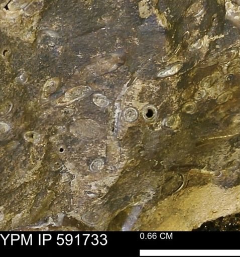 Serpulidae