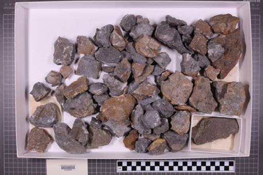 mixed taxa, stratigraphic collection