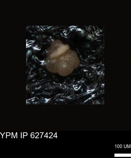 undet. Foraminiferida