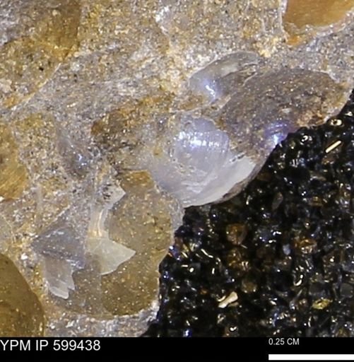 Protocardia subquadrata