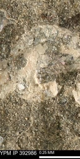 Scaphites sp.