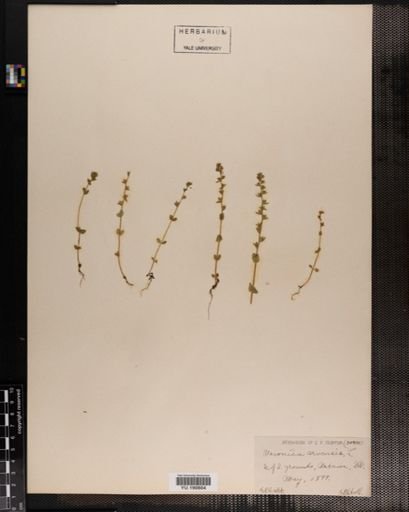 Plantae