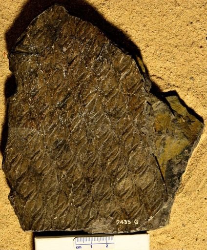 Lepidodendron sp.
