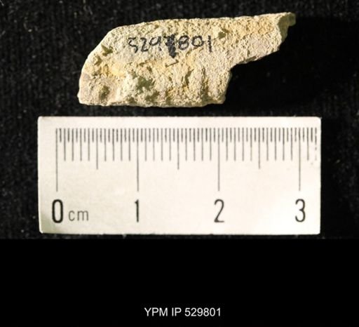 Pseudorthoceras knoxense