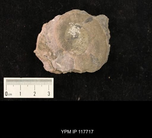undet. Gastropoda