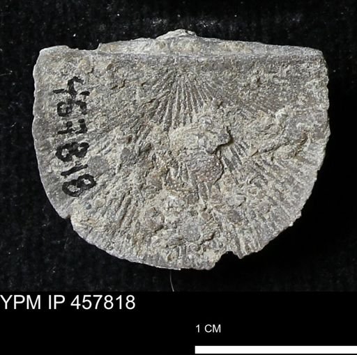 Strophodonta sp.