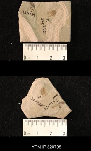 undet. Coleoptera