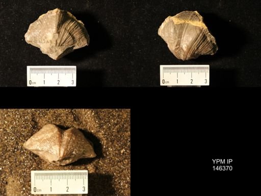 Spirifer cameratus
