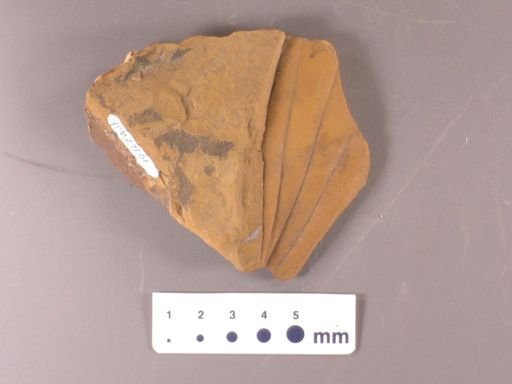 Daphnogene kanii