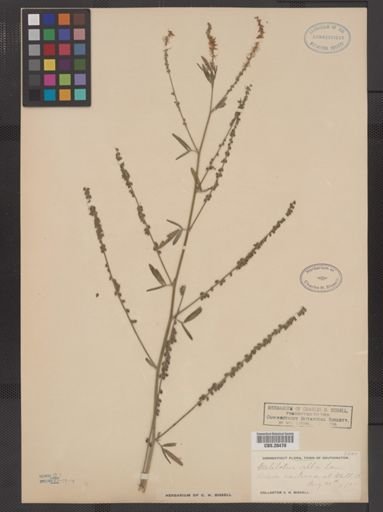 Melilotus alba