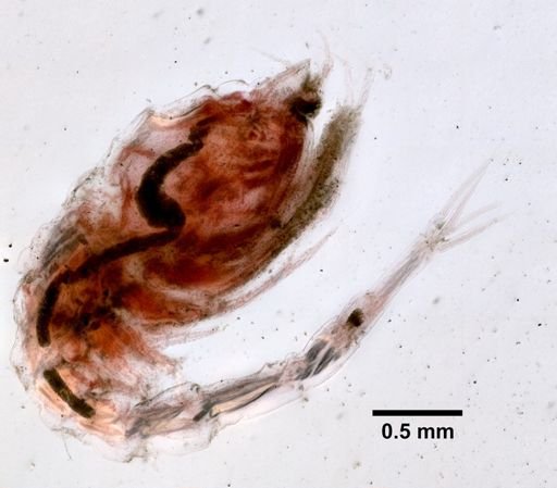Diastylis