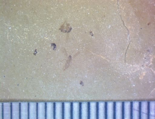 undet. Hymenoptera