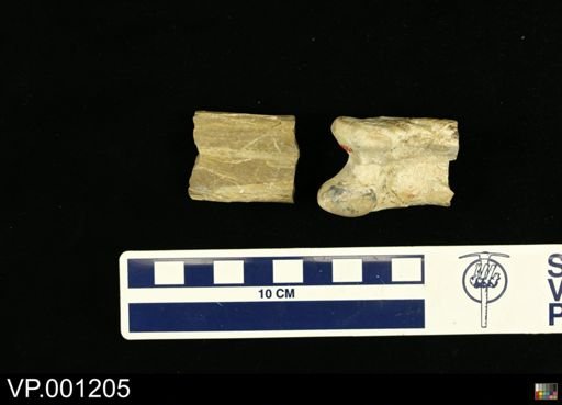 Hesperornis regalis