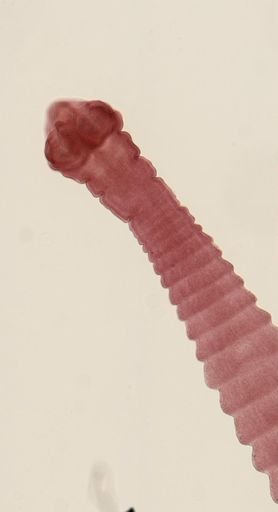 Dipylidium caninum