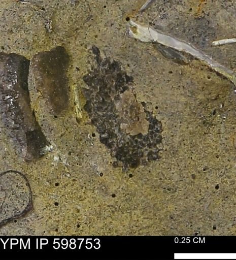 undet. Mollusca