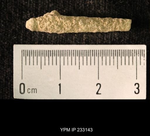 Archaeocidaris sp.