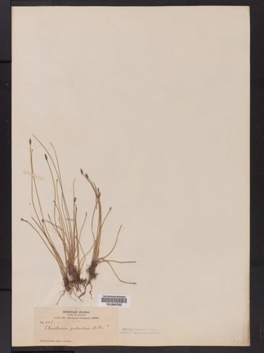 Eleocharis palustris