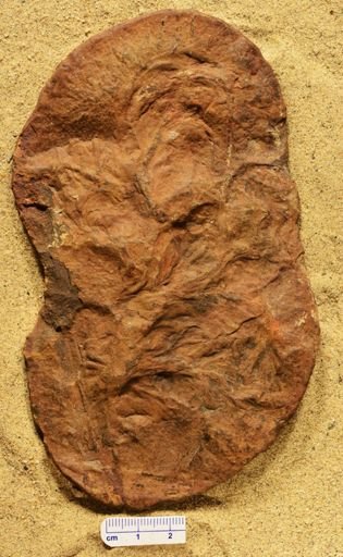 Aphlebia
