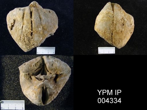 Stringocephalus burtini