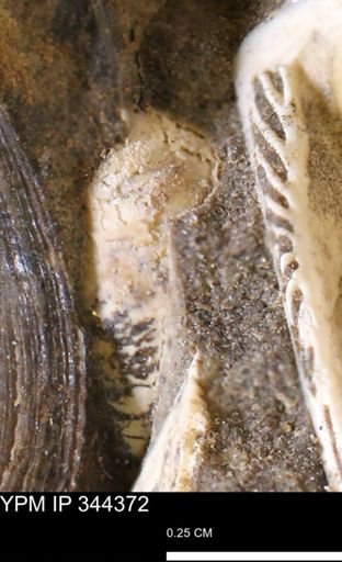 Limopsis striatopunctatus