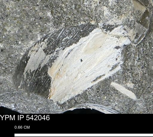Protocardia subquadrata