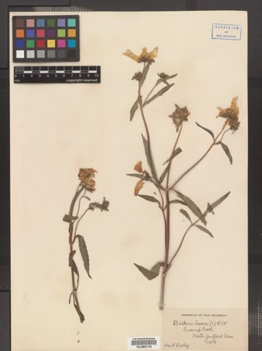 Bidens laevis