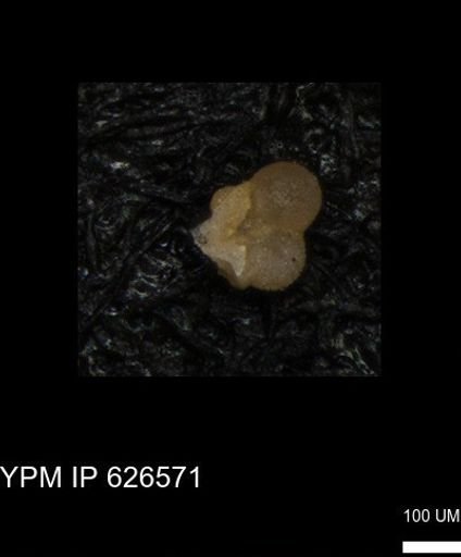 undet. Foraminiferida